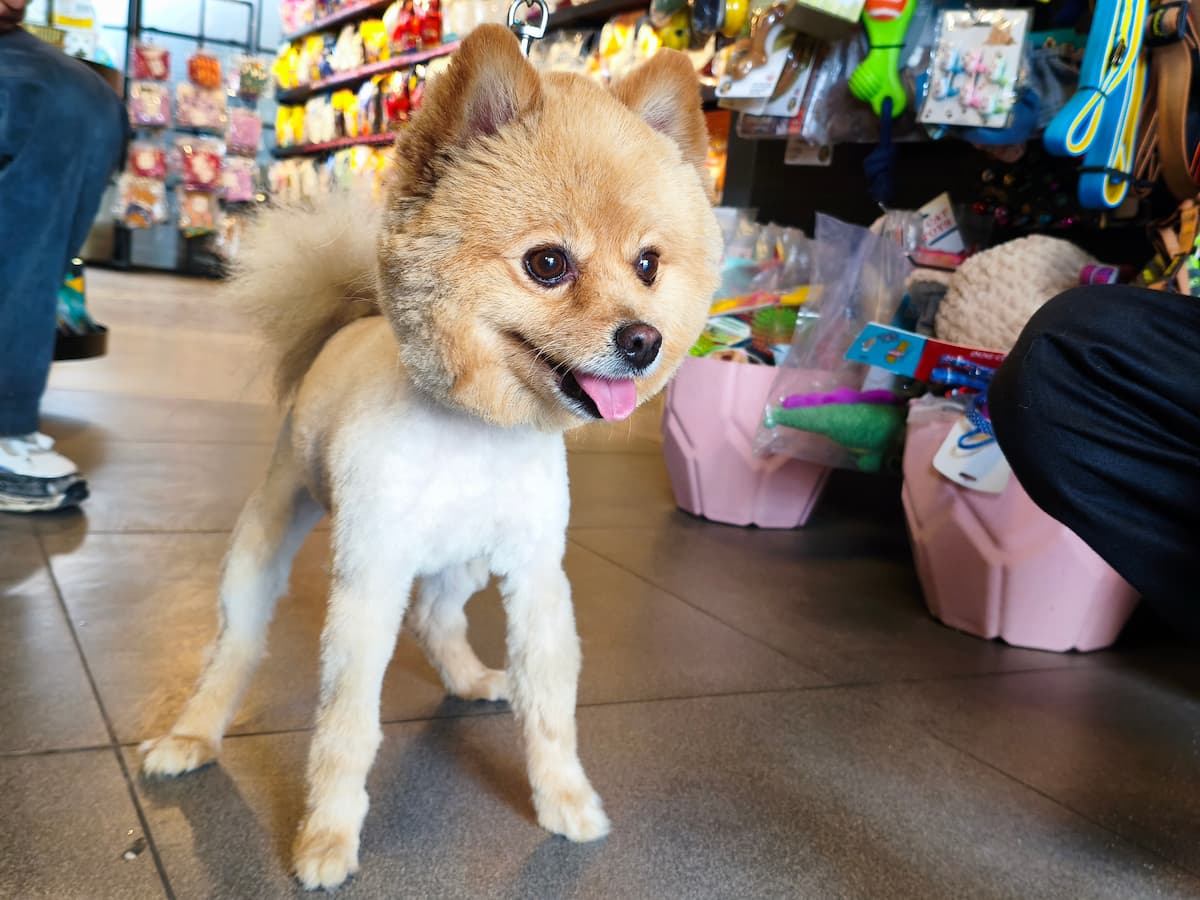 Premium Pet Store in Panchkula Exterior
